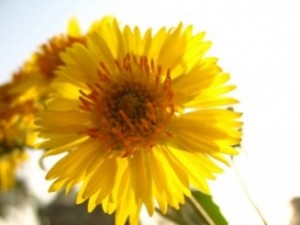 Calendula Officinalis