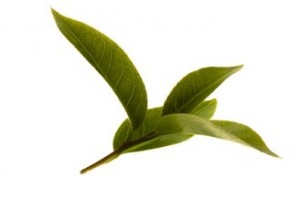 Camellia Sinensis