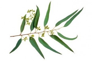 Eucalyptus Globulus