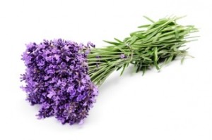 Lavandula Officinalis